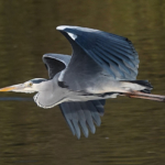 Intermediate
1st Heron in Flight Mick Perry