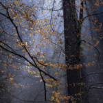 Advanced Print of the Year 2025 Com Morning Light by Irene Stupples