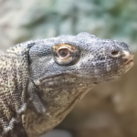 Intermediate
H Com Desert Monitor Gordon Clayton