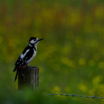 Advanced
Com Greater Spotted Woodpecker - David Bourne