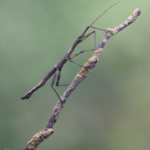 Intermediate
2nd Guadeloupe Stick Insect Gordon Clayton