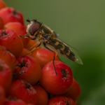 Advanced
H Com Hover Fly Paul Way