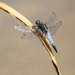 Advanced Print of the Year 2025 HCom Black Tailed Skimmer by Richard Bryant