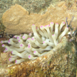 Intermediate Print of the Year 2025 -HCom- Crideria Acanthus Sea Anenome by Steven Copland