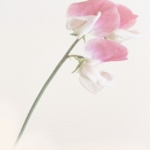 Advanced Print of The Year 2nd Place Arctic Fox by Paul Way