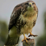 Intermediate PDI of the Year 1st Place - Young Buzzard by Mick Perry