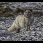 Advanced Print of The Year 2nd Place Arctic Fox by Paul Way